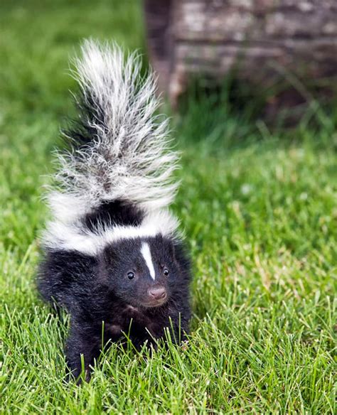 Skunk Removal Hamilton Embo Pest Control