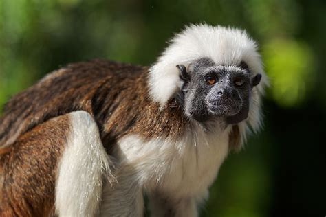 Fascinating Primates From Around The World Worldatlas
