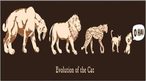 Cat Evolution Evolution Pinterest Evolution And Cats