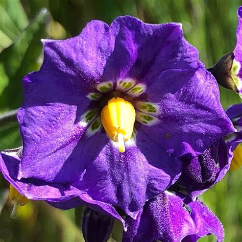 Purple Nightshade In Bloom Hills For Everyone
