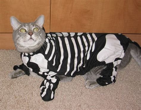 31 Halloween Cat Costumes For People Who Really Love Their Cats Cat