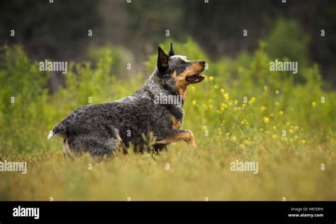 Australian Cattle Dog Outdoors Stock Photo Alamy