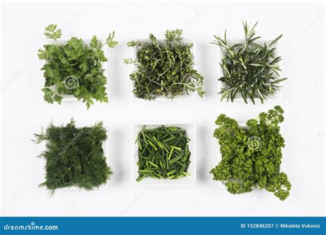 Fresh Green Herbs Spices Seasoning Stock Image Image Of Organic
