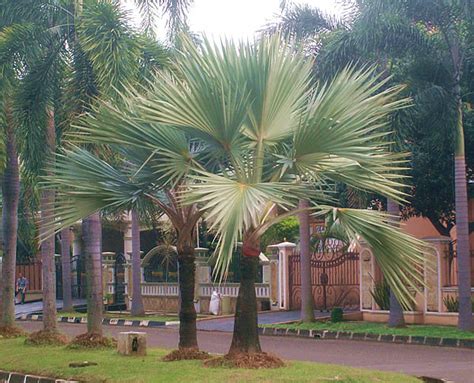 Street Palm Trees For Landscape Ideas