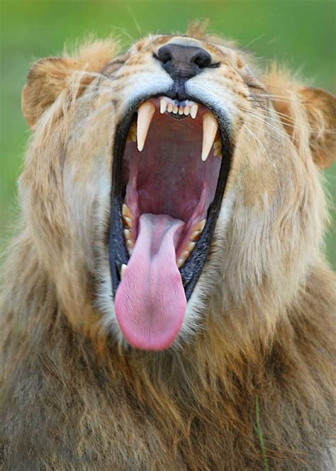 Africa A Yawning Lion Photographed In Botswana © Dale Morris