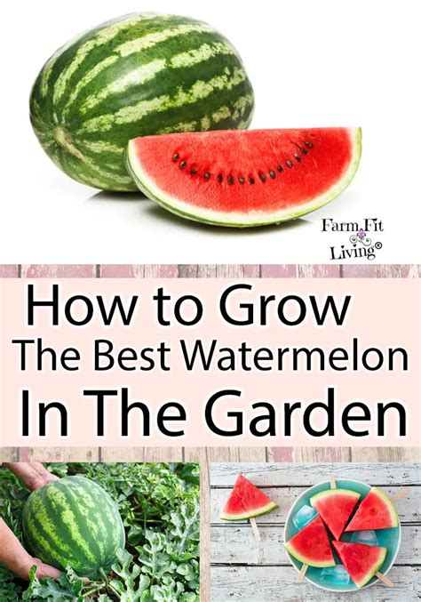 How To Grow The Best Watermelon In The Garden Farm Fit Living