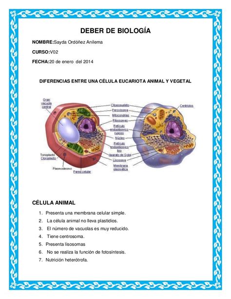 Diferencias Entre Celula Animal Y Vegetal