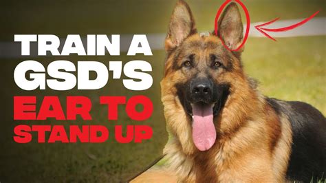 How To Train A German Shepherds Ears To Stand Upevery Method