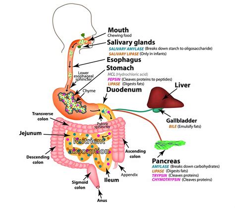The Human Digestive System Anatomical Structure Digestion Of C The