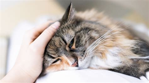 The Best Way To Pet A Cat According To An Expert Mental Floss