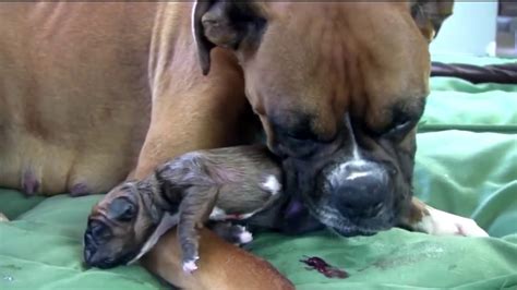 Watch The Puppy Of Birth Part 1 The Birth Of A Dog Cute Puppy
