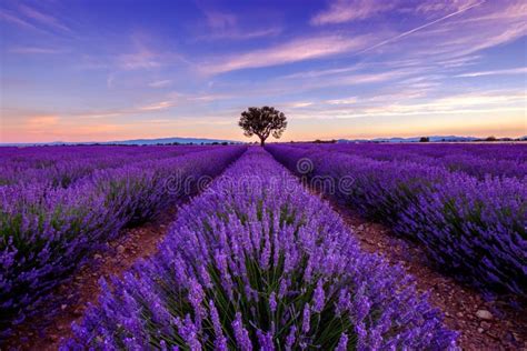 Tree In Lavender Field At Sunset Stock Image Image Of Vibrant
