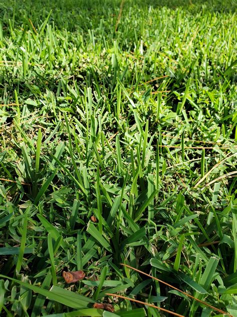 Common Weeds That Take Over Your Lawn Image To U