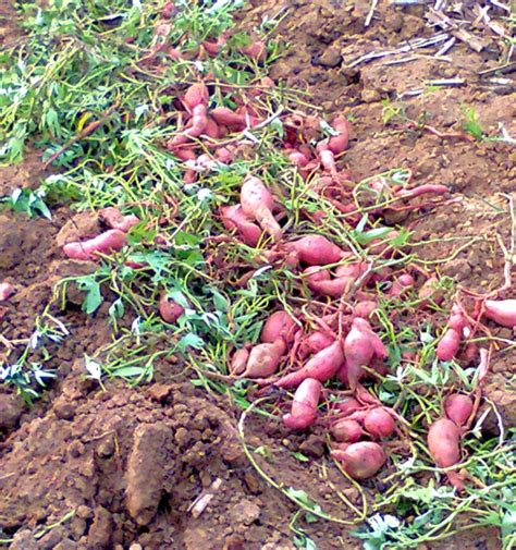 Panduan Teknis Budidaya Tanaman Ubi Jalar Ipomae Batatas