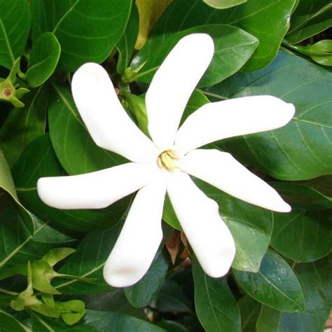 Tropical Gardenia Plant Species The Good Earth Garden Center