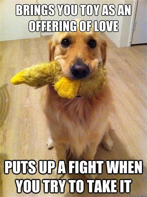 Love The Golden Retriever Meme Apenrose3 Puppies Funny