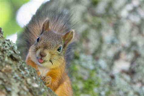 Squirrel Attacks On The Rise In Manhattan Park