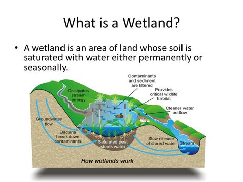 Ppt What Is A Wetland Powerpoint Presentation Free Download Id
