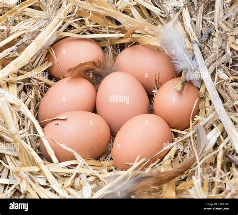 Brown Chicken Eggs In A Straw Nest Stock Photo Alamy
