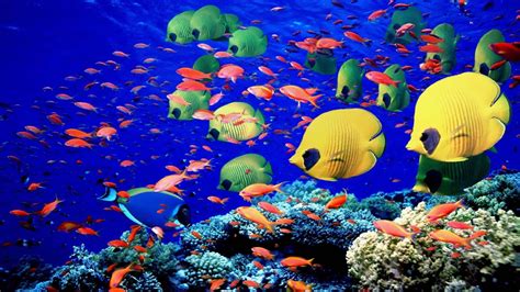 Underwater Coral Reef Wallpaper Wallpapersafari