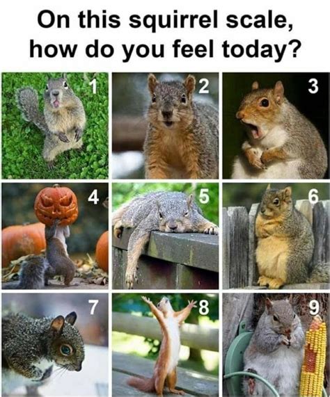 On This Squirrel Scale How Do You Feel Today Ifunny How Are You