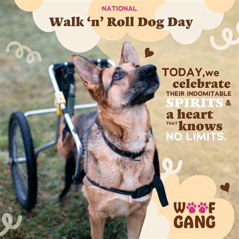 Celebrating National Walk N Roll Dog Day Embracing The Unstoppable