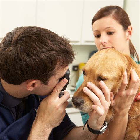What Causes A Dog Eye Infection