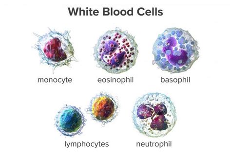 Low White Blood Cell Count Causes Symptoms And Treatments