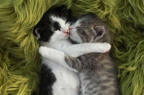 Two Little Kittens Hugging And Sleeping Together Click The Pic For