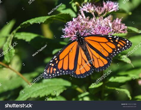 Male Monarch Butterfly Danaus Plexippus Stunning Stock Photo 1972121000