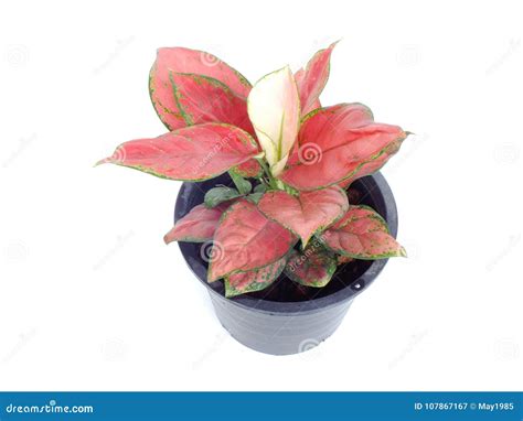 Red Leaf House Plant On White Background Stock Image Image Of