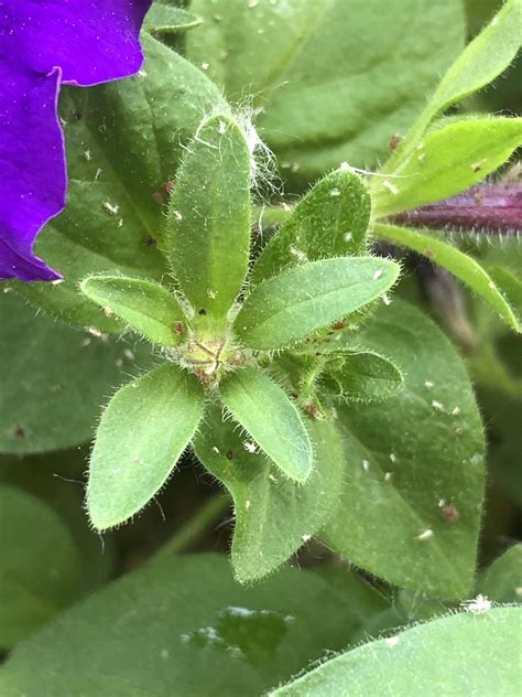 Leaves What Are These White Specks On My Petunias Gardening