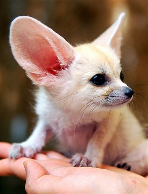 The 10 Cutest Midget Creatures In The World Animals Zone