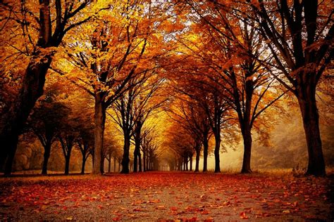 Autumn Leaves At The Park Path Wallpapers Wallpaper Cave