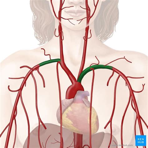 Subclavian Artery And Its Branches Subclavian Artery Arteries Branch
