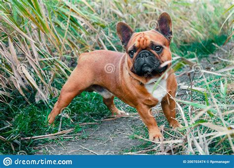 French Bulldog Walking On A Path In The Grass Stock Photo Image Of