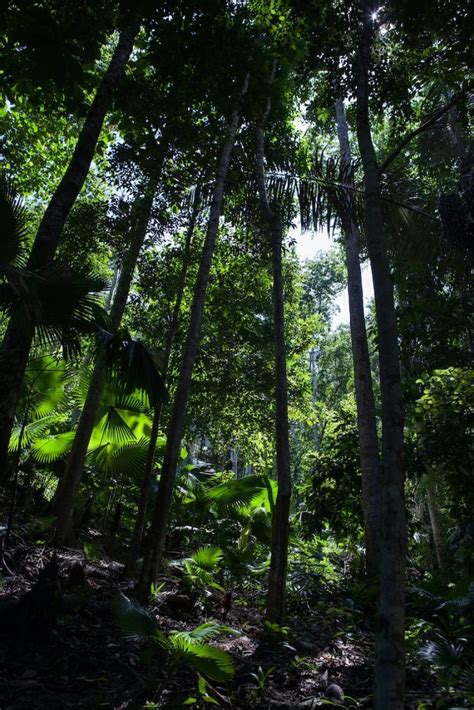 Indonesia Terima 46 Juta Dolar As Untuk Aksi Iklim Dan Pengelolaan