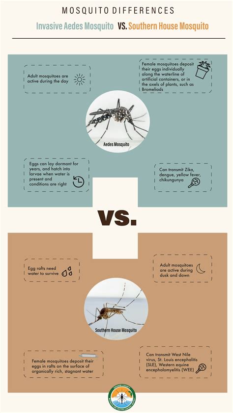 The Difference Between The Invasive Aedes Mosquito And The Common