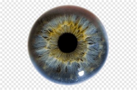 Iris Human Eye Pupil Eye Color Eye Png Pngwave