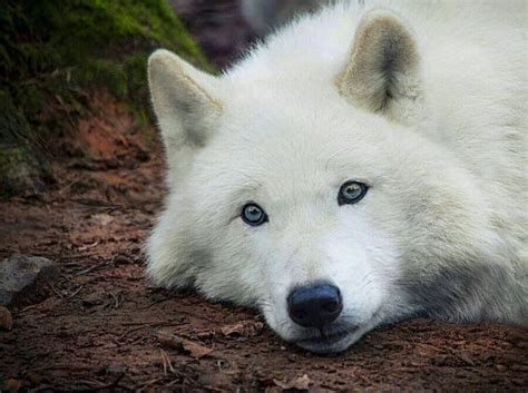 33 best white wolves with bright blue eyes images on Pinterest | White