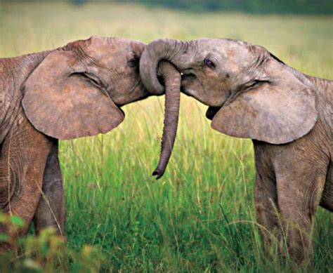 15 Touching Pictures Of Animals In Love