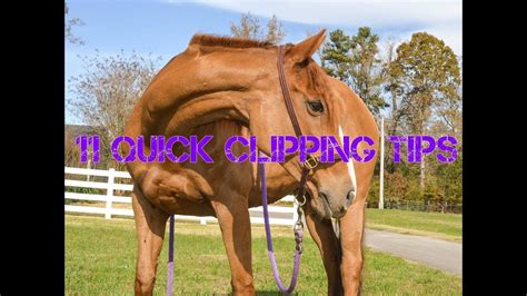 Horse Body Clipping Tips Youtube