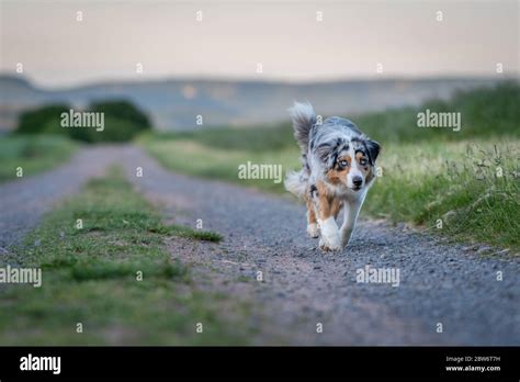 Dog Australian Shepherd Blue Merle Running On German Inner Border