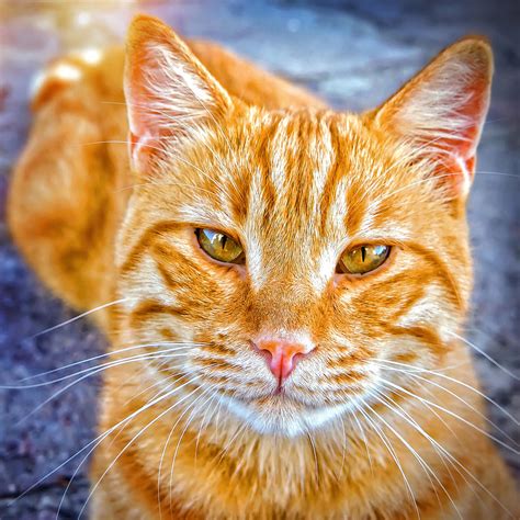 Beautiful Ginger Cat Photograph By Marzia Giacobbe
