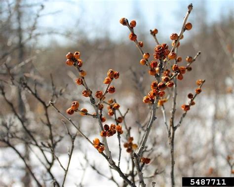 Winterberry Holly Ilex Verticillata The Ufor Nursery And Lab