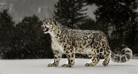 Hd Wallpaper Snow Leopard Animal Nature Winter Wallpaper Flare