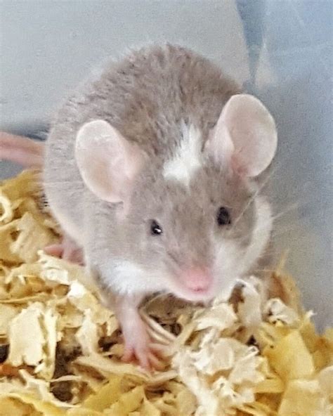 Male Fancy Mice In Sandwell West Midlands Gumtree