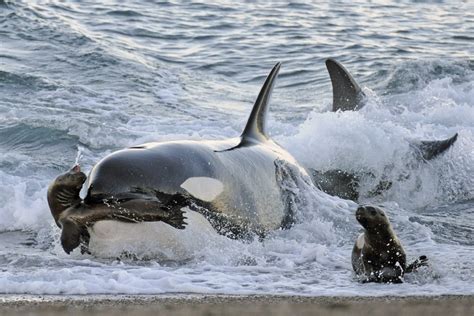 Orcas, or killer whales, are the largest of the dolphins and one of the world's most powerful smart and social, orcas make a wide variety of communicative sounds, and each pod has distinctive noises. Orcas no Brasil Existem? Onde? Em Quais Regiões? | Mundo ...