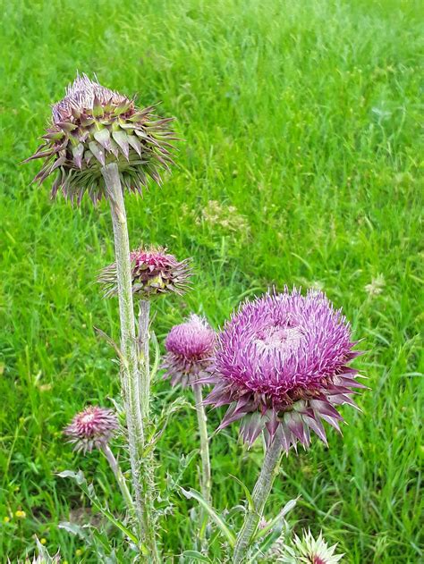 Thistle Identification Oklahoma State University