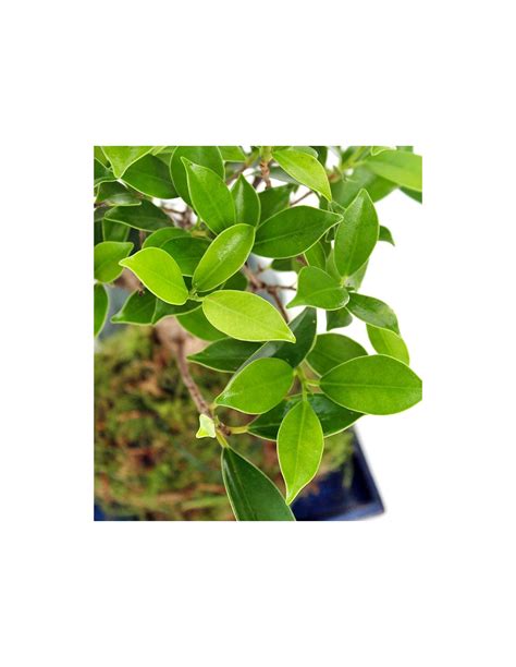 Scegliete una pianta cascante che con le sue foglie trasformerà un angolo in una picolla cascata di verde! Ficus retusa in kokedama | Tendenze green